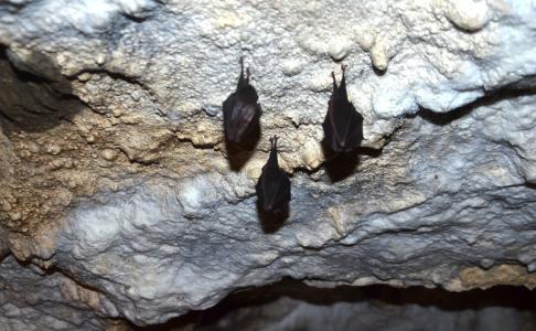 Restaurované nápisy v Jeskyni Na Špičáku, duben 2014