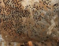 Uspávání netopýrů v Javoříčských jeskyních