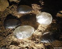 Dílo nazvané Otisk se dostalo i na pozvánku.