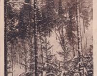 Krásný motiv z Moravského Švýcarska v zimě v údolí k Macoše