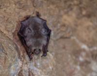 Uspávání netopýrů v Javoříčských jeskyních, 2025