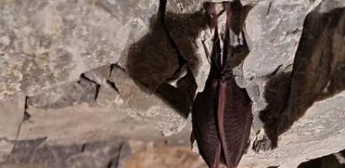 letouni v Maldečských jeskyních